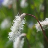 SANGUISORBA Tenuifolia Var. Alba