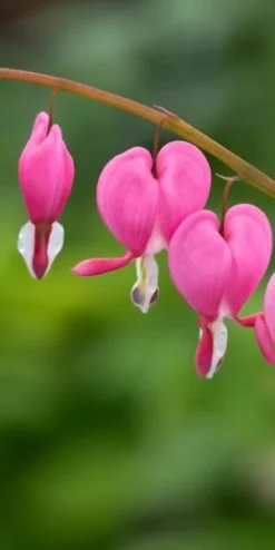 LAMPROCAPNOS Spectabilis