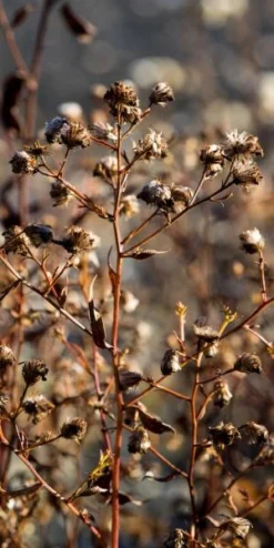 Front Page -PerennialPop Shop 20170126202024