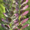 ACANTHUS Spinosus