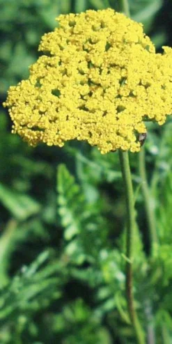 ACHILLEA Filipendulina 'Cloth Of Gold'