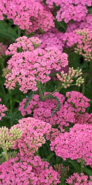 Front Page -PerennialPop Shop achillea gloria jean 6281020