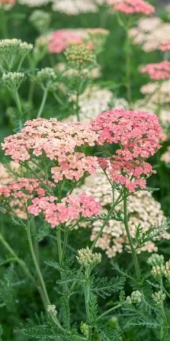 ACHILLEA 'Lachsschonheit' (Galaxy Series) -PerennialPop Shop achillea lachsschonheit 8031151