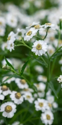 ACHILLEA Ptarmica 'The Pearl' (The Pearl Group)