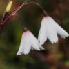 ACIS Autumnalis