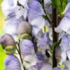 ACONITUM 'Stainless Steel'