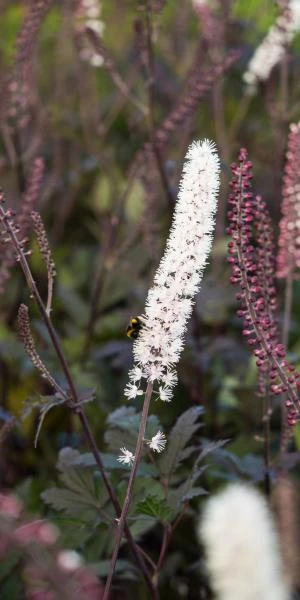 ACTAEA Simplex (Atropurpurea Group) 'Brunette' 1 ACTAEA Simplex (Atropurpurea Group) 'Brunette'