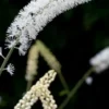 ACTAEA Matsumurae 'White Pearl'
