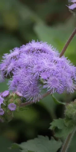 AGERATUM Petiolatum