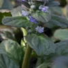 AJUGA Reptans 'Catlin's Giant'