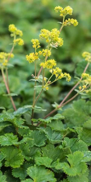 ALCHEMILLA Erythropoda 1 ALCHEMILLA Erythropoda