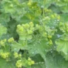 ALCHEMILLA Mollis