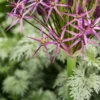 ALLIUM Cristophii