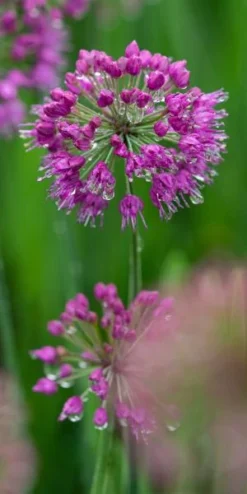 ALLIUM 'Lavender Bubbles'