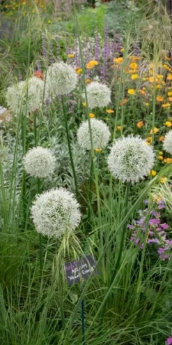STIPA Gigantea -PerennialPop Shop allium mount everest 5260660