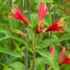 ALSTROEMERIA Psittacina