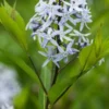 AMSONIA Ciliata