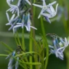 AMSONIA 'Ernst Pagels'
