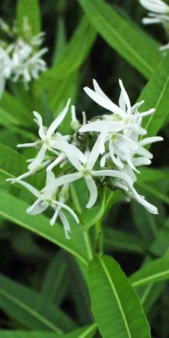 AMSONIA Illustris