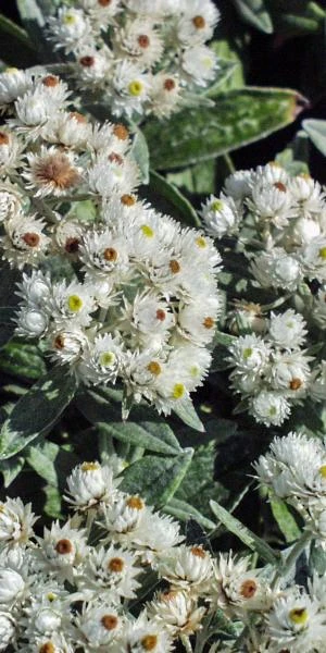 ANAPHALIS Triplinervis 2 ANAPHALIS Triplinervis - Image 2