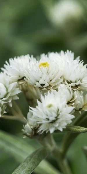 ANAPHALIS Triplinervis 1 ANAPHALIS Triplinervis