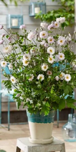 ANEMONE 'Frilly Knickers' -PerennialPop Shop anemone frilly knickers s 3