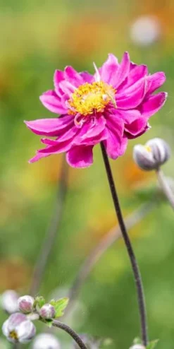 ANEMONE Hupehensis Var. Japonica 'Pamina'