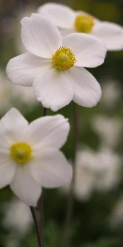 ANEMONE Sylvestris