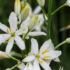 ANTHERICUM Liliago