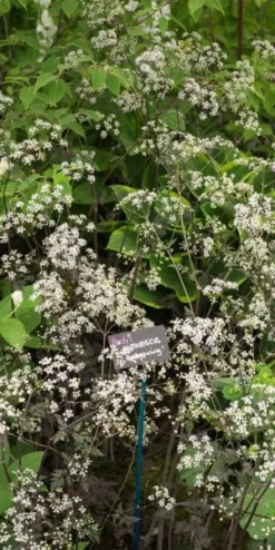 ANTHRISCUS Sylvestris 'Ravenswing' -PerennialPop Shop anthriscus sylvestris ravenswing 5260673