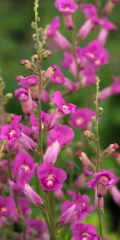 ANTIRRHINUM 'Pretty In Pink' PBR