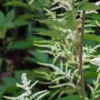 ARUNCUS Dioicus