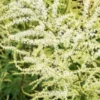 ARUNCUS Dioicus 'Kneiffii'