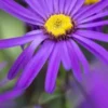 ASTER Amellus 'Sonora'