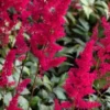 ASTILBE 'Fanal' (x Arendsii)