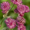 ASTRANTIA Major 'Abbey Road' PBR