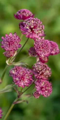 ASTRANTIA Major 'Abbey Road' PBR