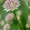 ASTRANTIA 'Buckland'