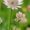 ASTRANTIA Major 'Florence' PBR
