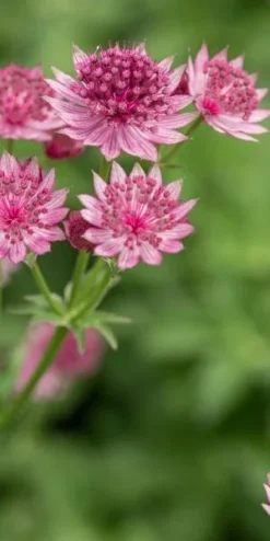 ASTRANTIA 'Roma' PBR