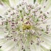 ASTRANTIA 'Superstar' PBR