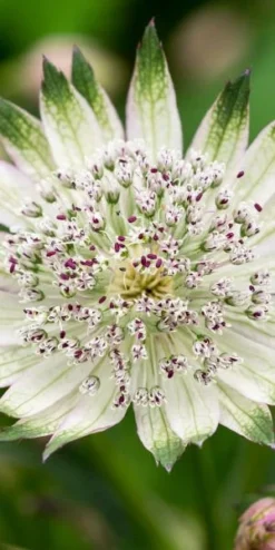 ASTRANTIA 'Superstar' PBR