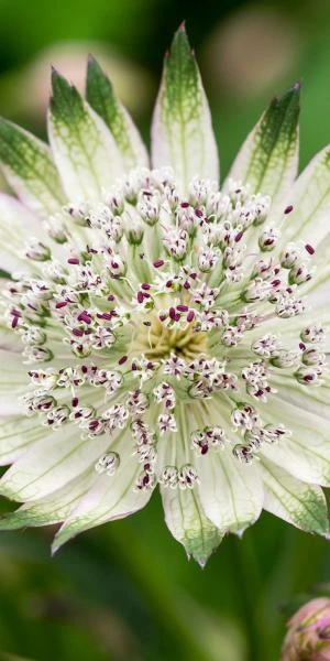 ASTRANTIA 'Superstar' PBR 1 ASTRANTIA 'Superstar' PBR