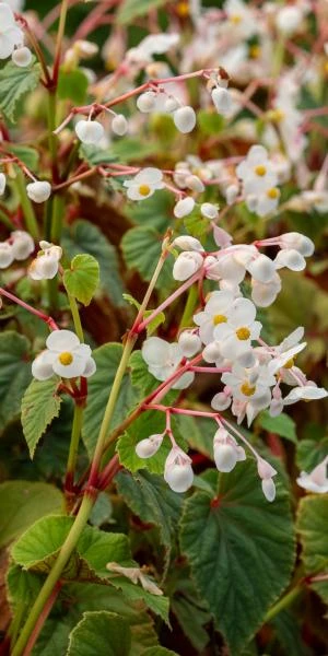 BEGONIA Grandis Subsp. Evansiana Var. Alba 1 BEGONIA Grandis Subsp. Evansiana Var. Alba