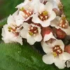 BERGENIA Ciliata
