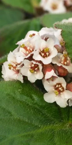 BERGENIA Ciliata