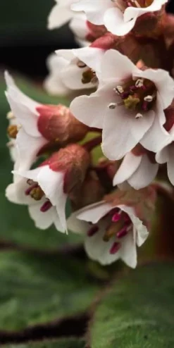 BERGENIA Ciliata -PerennialPop Shop bergenia ciliata 3120013