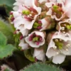 BERGENIA Ciliata 'Wilton'