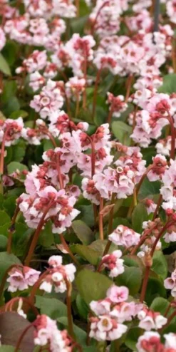 BERGENIA 'Harzkristall' -PerennialPop Shop bergenia hartzkristal 3140481