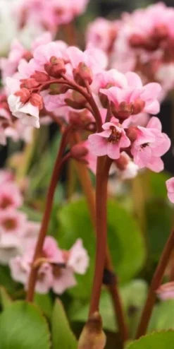 BERGENIA 'Harzkristall'